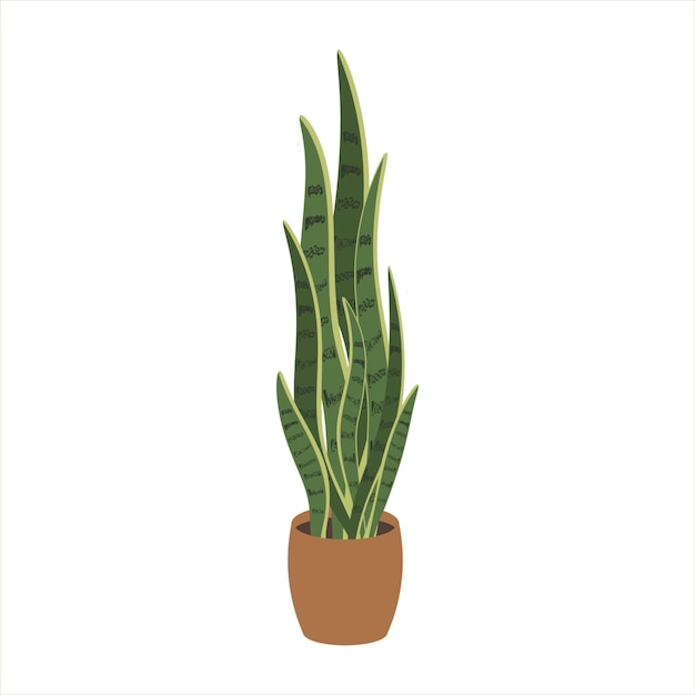 Planta de interior en una olla sobre un fondo blanco
