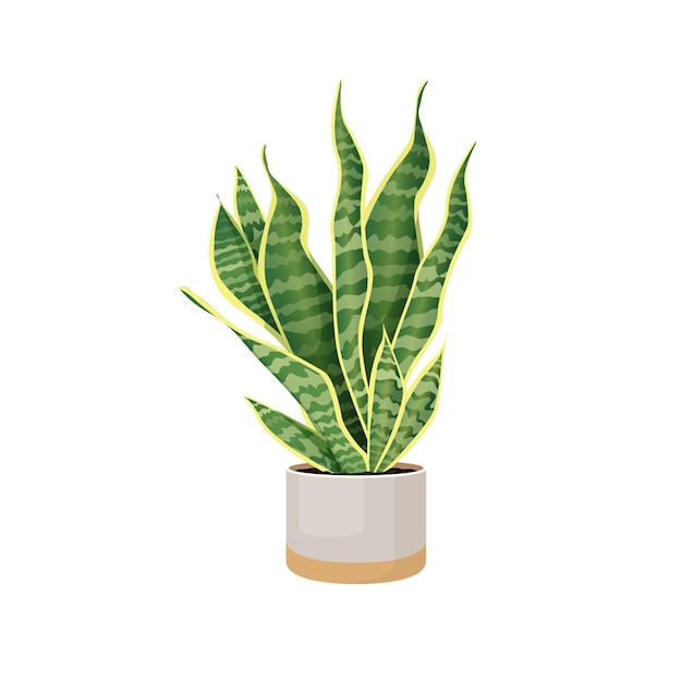 Planta de interior sansevieria en una maceta para decoración de locales de oficina en casa