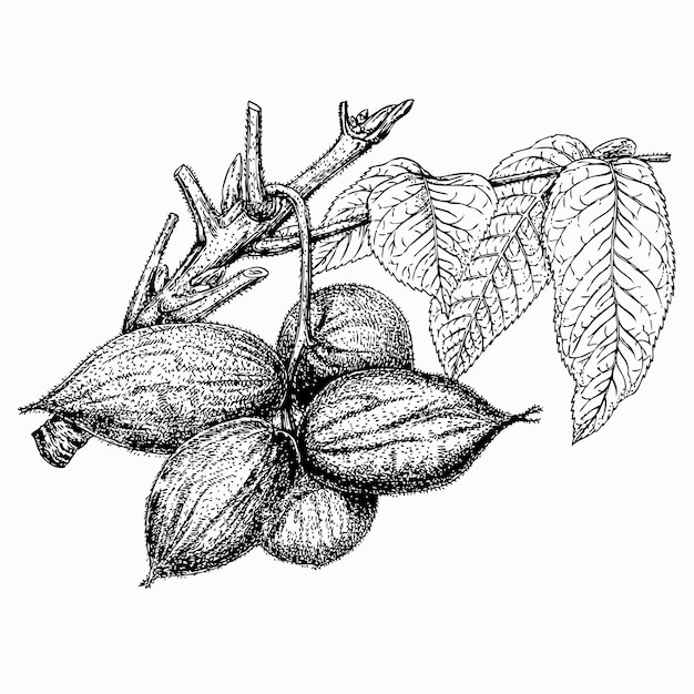 Vector planta juglans cinerea