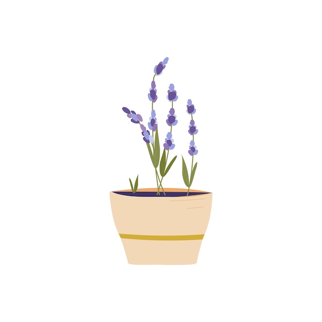 Vector planta de lavanda en una maceta clipart aislado sobre un fondo blanco elemento de decoración comodidad medicina relajación y aromaterapia en casa ilustración de garabato editable vectorial simple