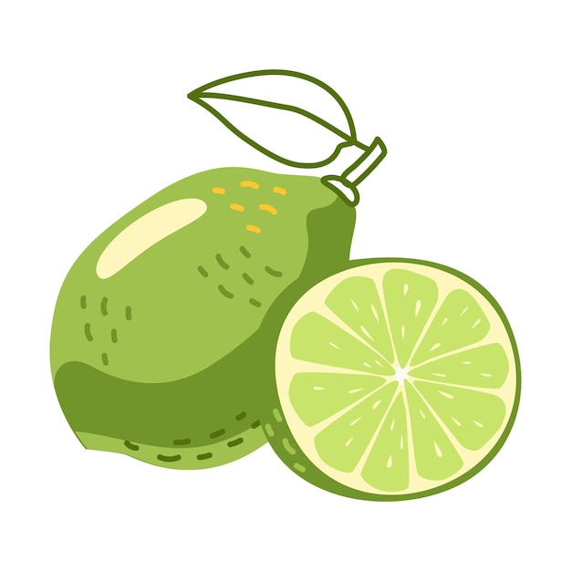 Vector planta de lima cítrica frutas saludables ilustración dibujada a mano aislado sobre fondo blanco