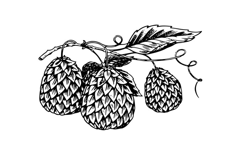 Vector planta de lúpulo con hojas en estilo vintage boceto monocromo grabado para pancarta o logotipo cerveza o libro ilustración vectorial en estilo retro doodle esquema dibujado a mano de hierba
