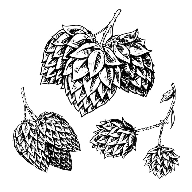 Planta de lúpulo con hojas en estilo vintage Boceto monocromo grabado para pancarta o logotipo cerveza o libro Ilustración vectorial en estilo retro doodle Esquema dibujado a mano de hierba