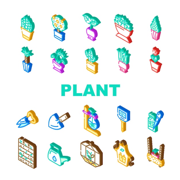 Planta En Maceta Y Accesorios De Cuidado Conjunto De Iconos Vector Sansevieria Trifasciata Citrus Tree Monstera Deliciosa Y Buxus Sempervirens Planta En Maceta Florarium Equipo Signo Isométrico Ilustraciones En Color