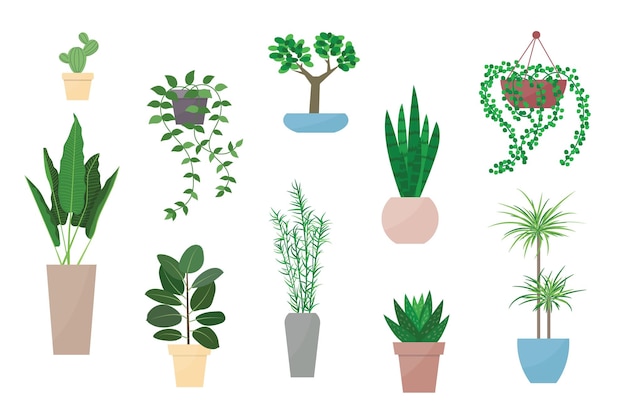 Planta en maceta conjunto de ilustración vectorial Dibujos animados planas diferentes plantas de interior decorativas en macetas interiores para decoración interior de hogar u oficina iconos de colección floral de jardín verde aislados en blanco