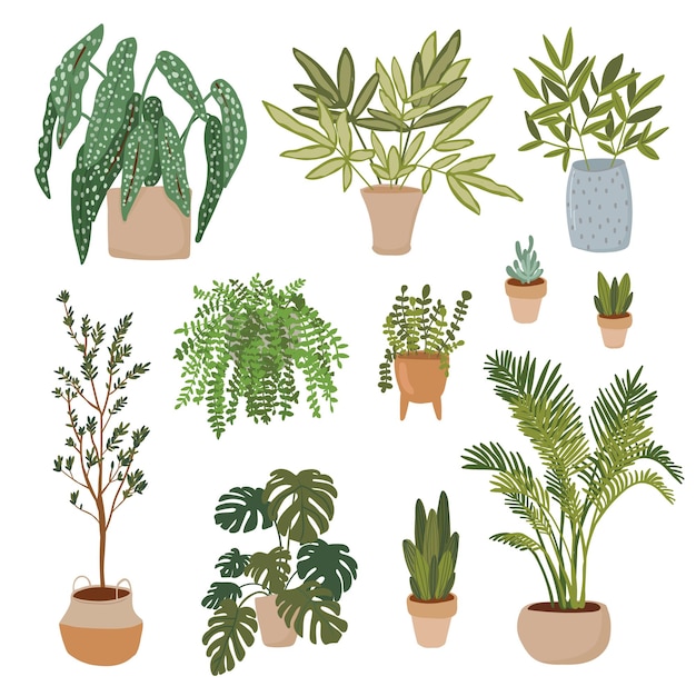 Vector planta en maceta ilustración vectorial conjunto plano diferentes plantas de interior decorativas en macetas para interior hogar u oficina decorat setion jardín verde colección floral iconos aislados en blanco cactus