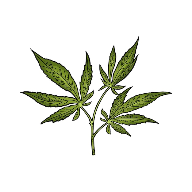 Planta de marihuana con hoja en maceta Vintage grabado