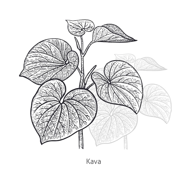 Planta médica kava aislado sobre fondo blanco vector