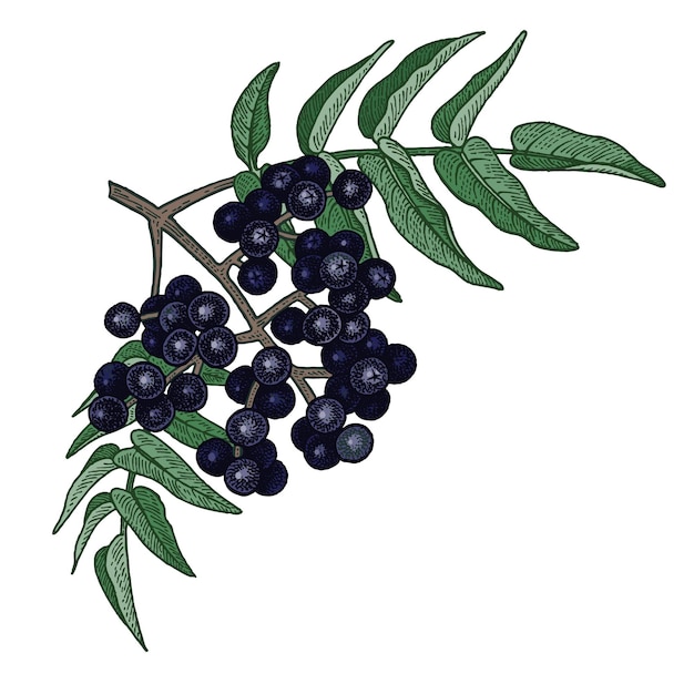 Planta medicinal árbol de corcho de Amur Ilustración del vector de colores