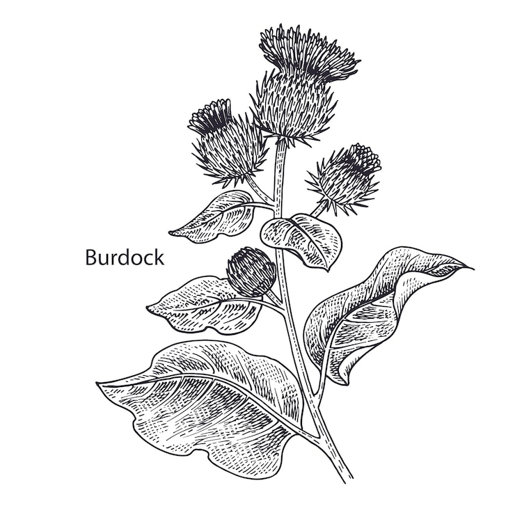 Vector planta medicinal bardana vintage