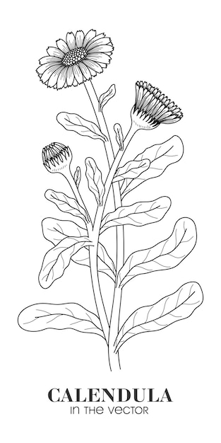 PLANTA MEDICINAL DE CALENDULA SOBRE FONDO BLANCO EN UN VECTOR