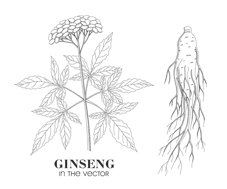 Vector planta medicinal ginseng sobre un fondo blanco en vector