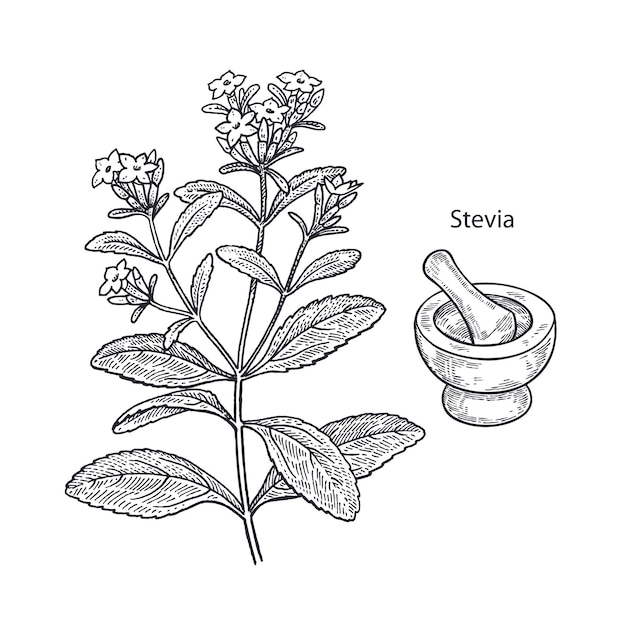 Planta medicinal stevia