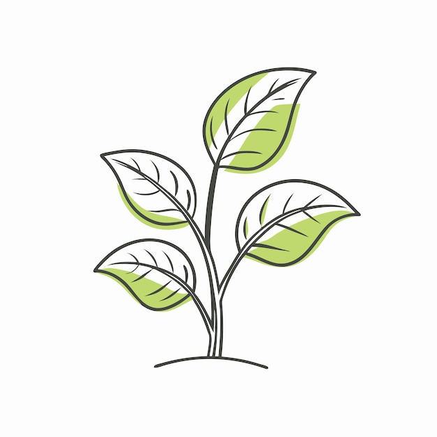 Planta minimalista con hojas grandes sobre un fondo blanco
