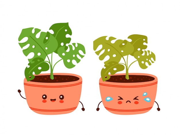 Planta monstera divertida feliz linda en maceta. Diseño de icono de ilustración de personaje de dibujos animados.