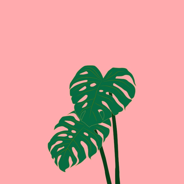 Vector planta monstera con fondo rosa