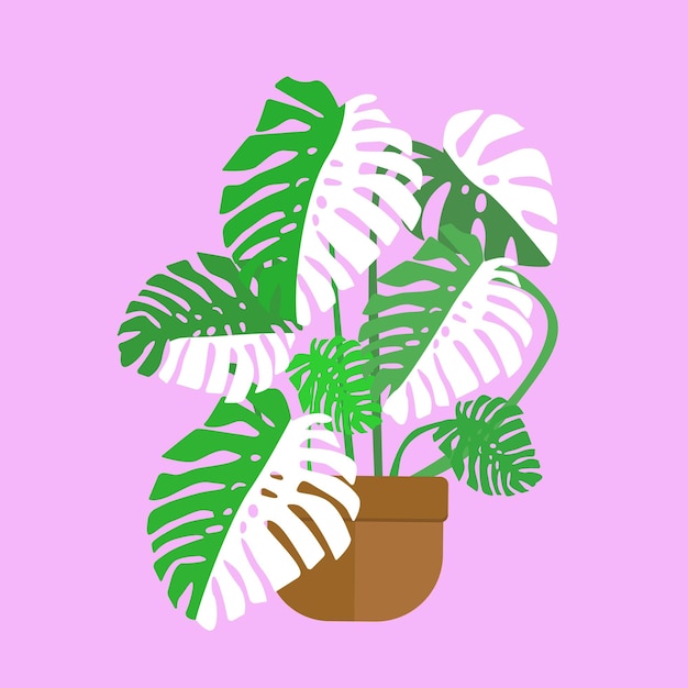 Vector planta monstera variegata aislada en el fondo rosa, ilustración vectorial monstera.