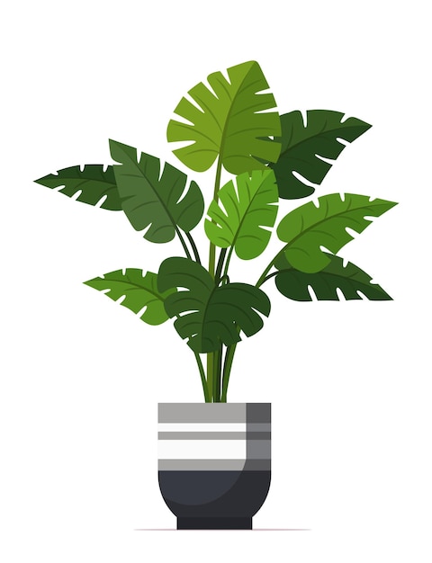 Una planta de mostera aislada en el fondo blanco Planta exótica Monstera Deliciosa Planta de casa