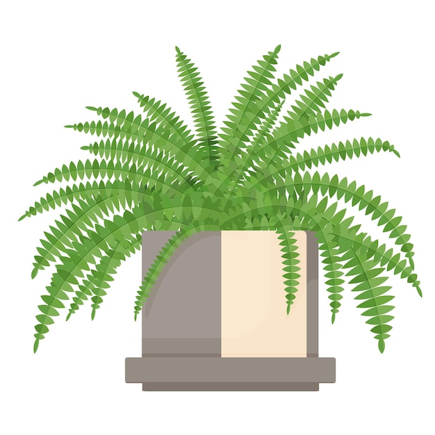 Planta Nephrolepis