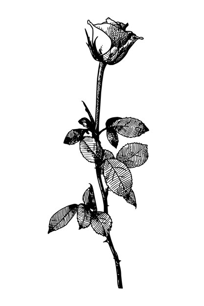 una planta con la palabra " h " en ella