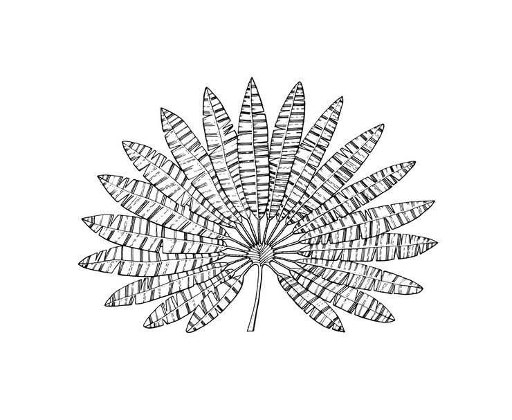 Vector planta de palma de abanico hojas tropicales o exóticas y hojas de helecho vintage flores grabadas botánico dibujado a mano