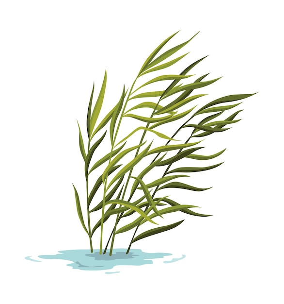 Planta de pantanos y humedales Elemento botánico dibujado a mano Flora y fauna de pantano Planta común que crece en agua ilustración aislada