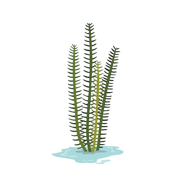 Planta de pantanos y humedales Elemento botánico dibujado a mano Flora y fauna de pantano Planta común que crece en agua ilustración aislada