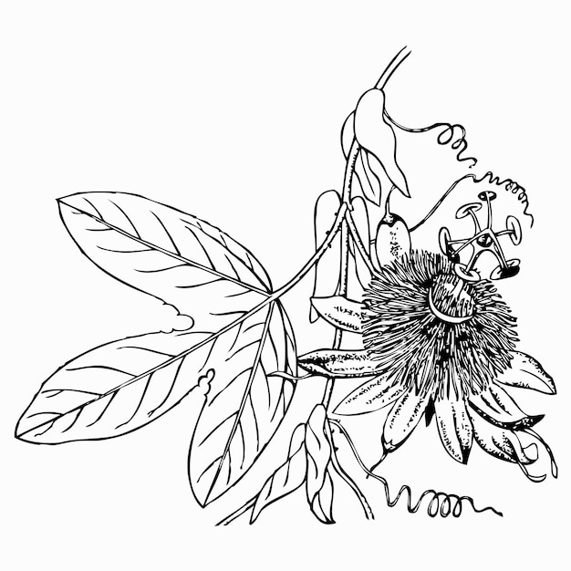 Planta Passiflora alba