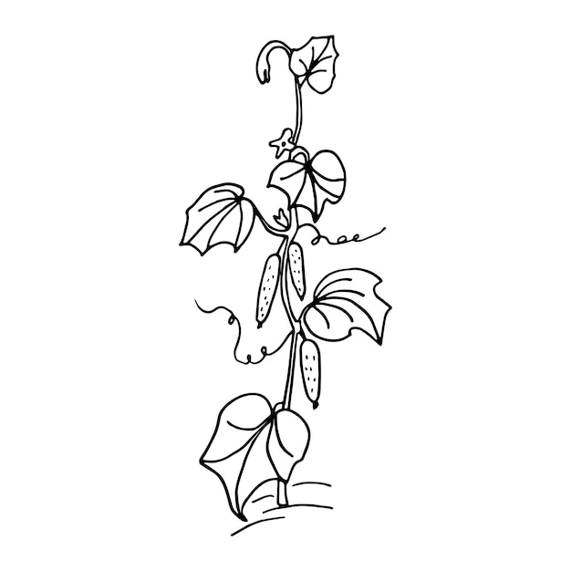 Planta de pepino en estilo garabato