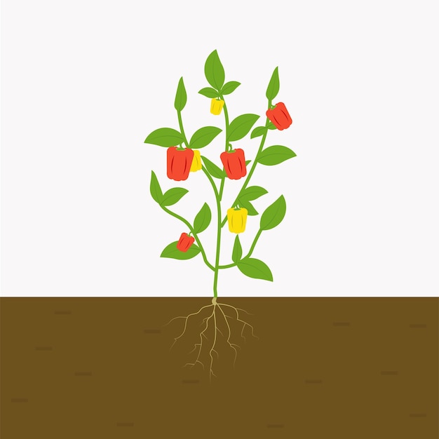 Planta de pimiento cultivada en capsicum del suelo con raíces en el vector plano aislado del suelo