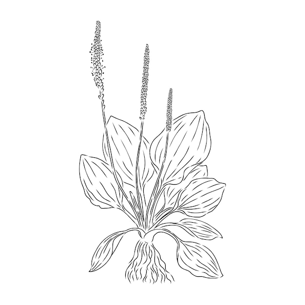 Planta planta medicinal flor silvestre de campo Esbozo Ilustración vectorial de contorno dibujado a mano