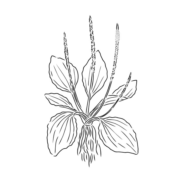 Planta planta medicinal flor silvestre de campo Esbozo Ilustración vectorial de contorno dibujado a mano