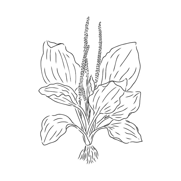 Planta planta medicinal flor silvestre de campo Esbozo Ilustración vectorial de contorno dibujado a mano