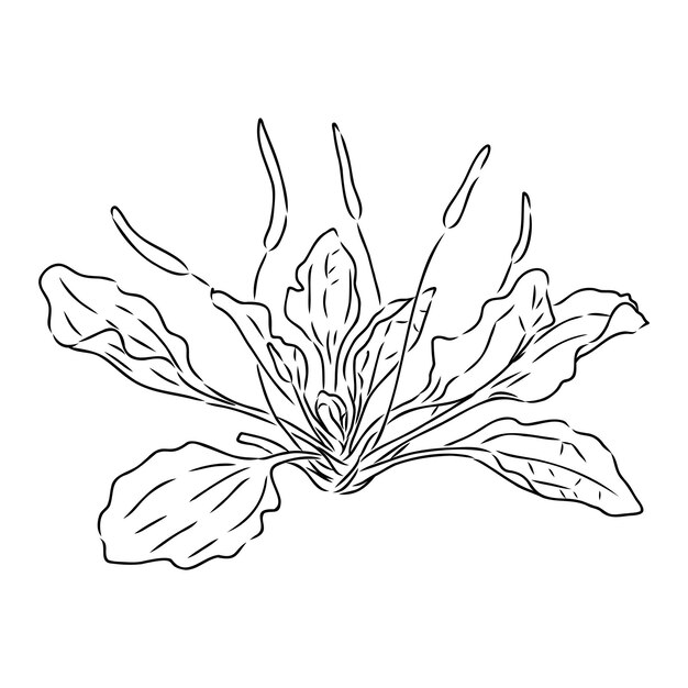 Planta planta medicinal flor silvestre de campo Esbozo Ilustración vectorial de contorno dibujado a mano