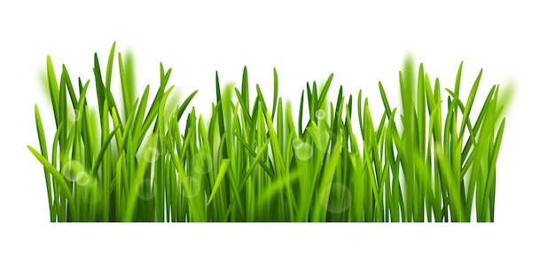Planta de prado verde hierba orgánica realista