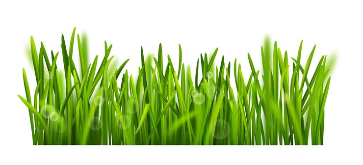 Vector planta de prado verde hierba orgánica realista