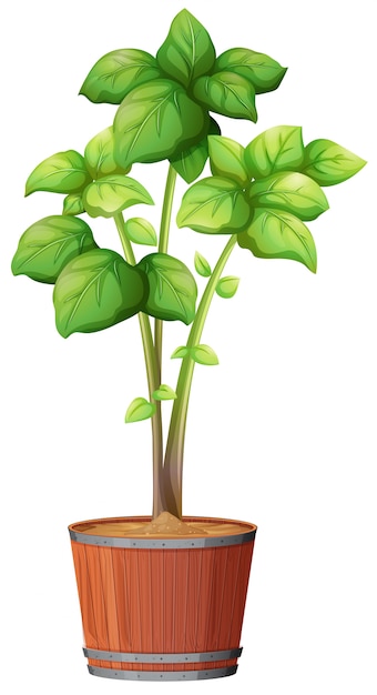 Una planta que crece en la maceta