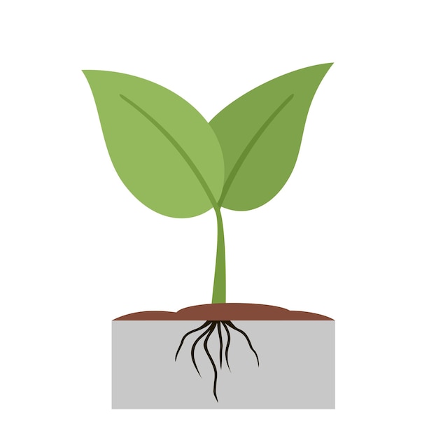 Planta que crece en el suelo Un pequeño brote verde con hojas verdes Cuidado del desarrollo ambiental