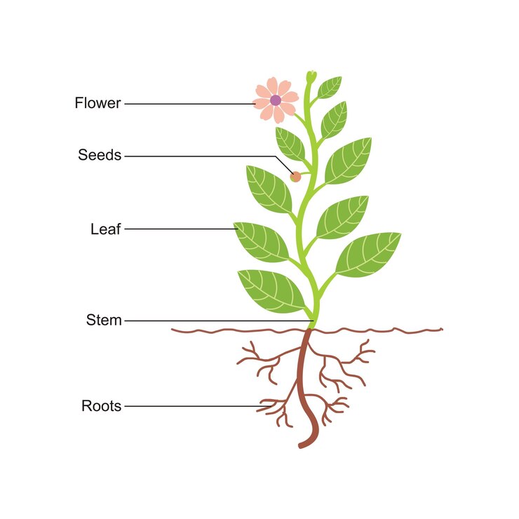 Vector una planta con las raíces de las plántulas se muestra en una imagen