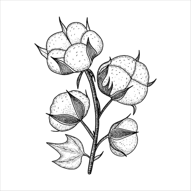 Planta de rama de algodón con acuarela dibujada a mano Dibujo de flor de algodó Ilustración vectorial