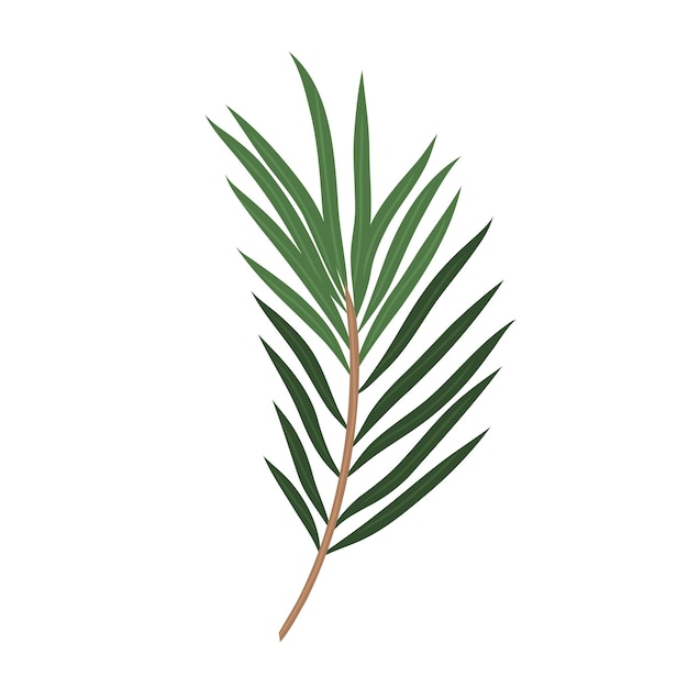 Planta de rama de hojas verdes ecológicas botánicas