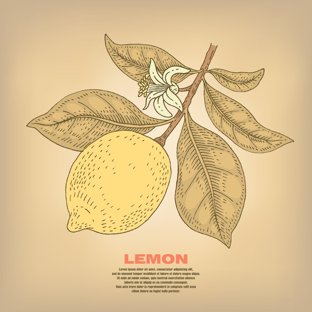 Planta de rama de ilustración de limón con frutas y flores imagen aislada vector vintage