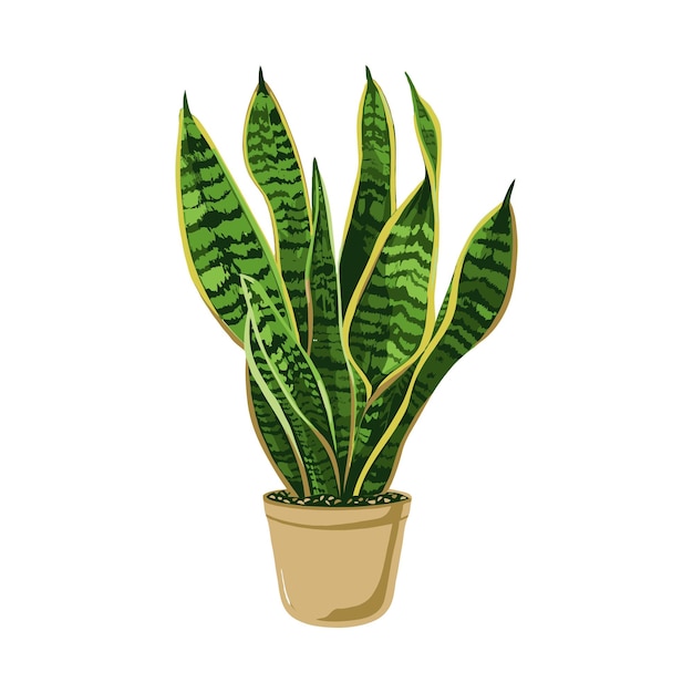 Planta de sansevieria verde en una olla marrón sobre un fondo blanco
