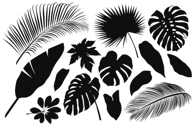 Planta de la selva de la silueta de la hoja de la palma Verano fronda negra y blanca monstera y follaje del árbol del plátano ramas de la selva tropical playa exótica jardín de Hawai botánica natural íconos aislados vectoriales