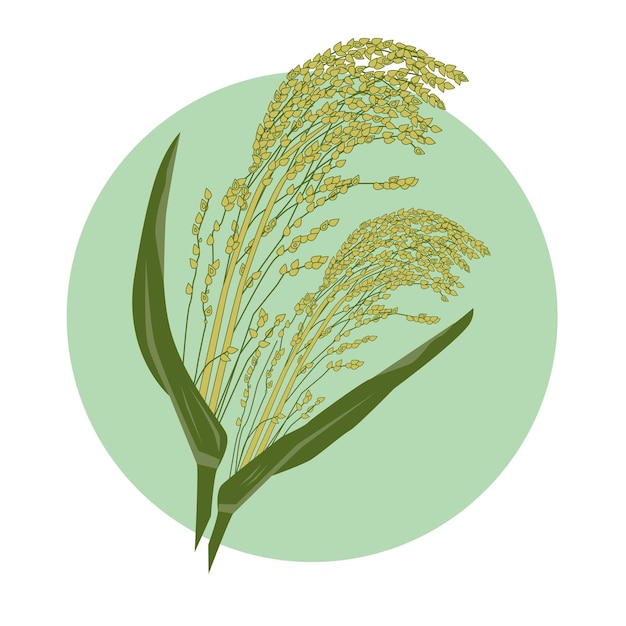 Vector planta de semilla de cereal dibujada a mano de mijo de colores verde amarillo con ingrediente de papilla de nutrición de hojas