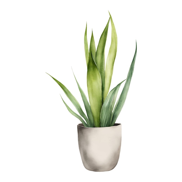 Planta de serpiente Sansivieria Dracaena trifasciata Isolada Ilustración de pintura en acuarela dibujada a mano