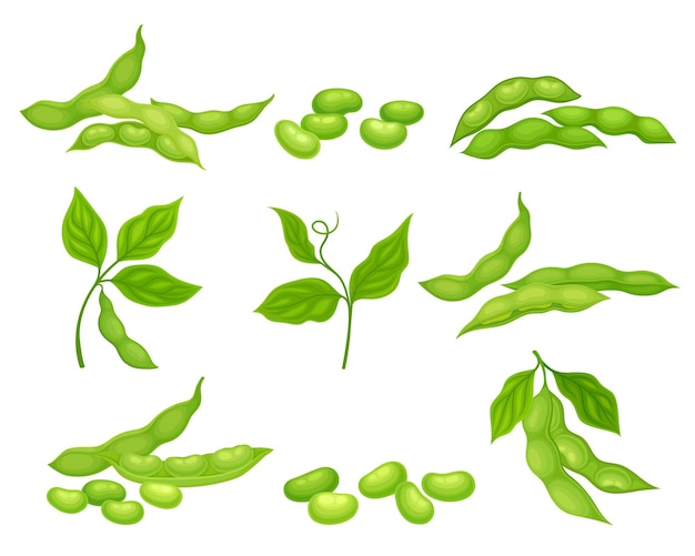Planta de soja con vainas maduras y hojas verdes Conjunto vectorial