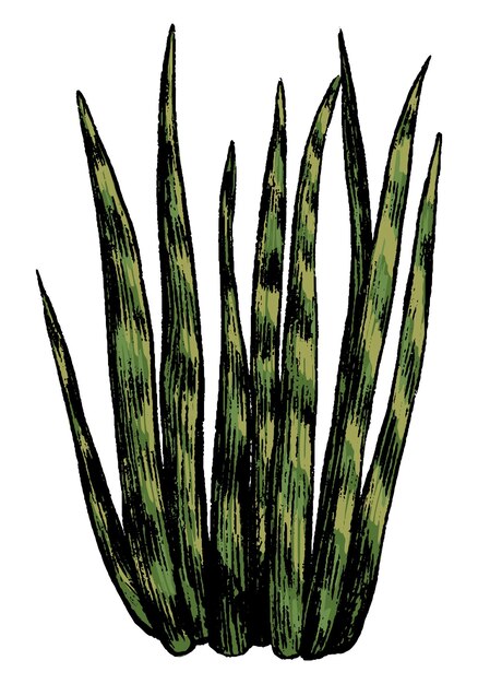 Planta suculenta del desierto salvaje Boceto botánico en estilo de grabado Ilustración vectorial dibujada a mano Imágenes prediseñadas de colores vintage aisladas sobre fondo blanco