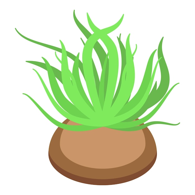 Planta suculenta verde que crece en una olla en vista isométrica