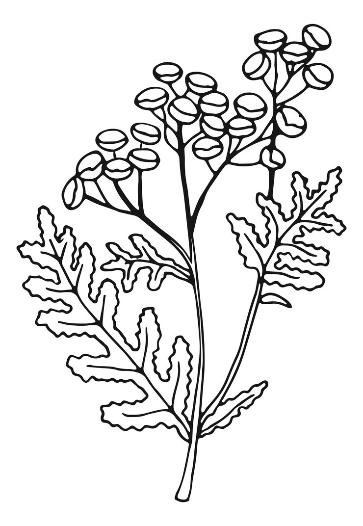 Vector planta tanaceto común botones dorados flor ilustración botánica